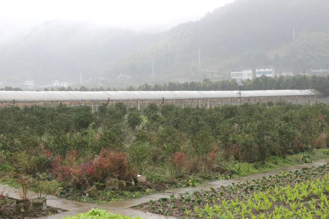 肇源农场新项目引领农业现代化新风向